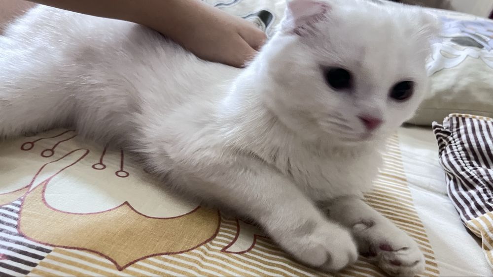 Шотландский вислоухий котик в поисках тёплого дома