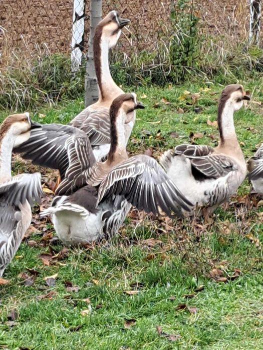 Gaste si Gascani Superbi