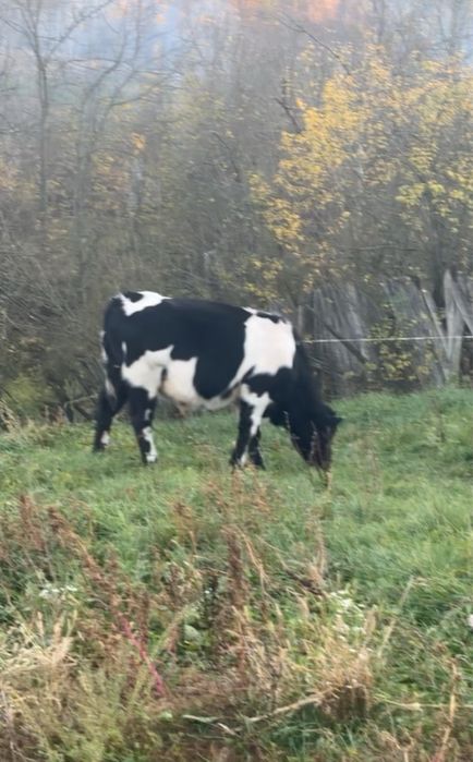 Tauras Albastru belgian