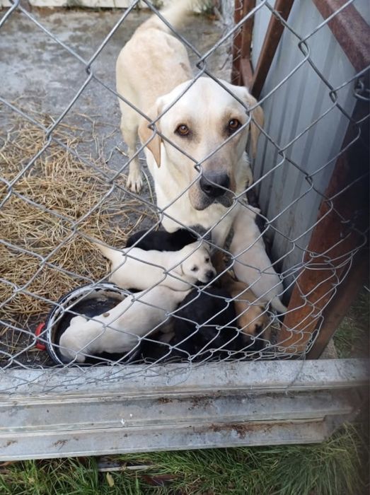 Donez puiuti, mama labrador, tata metis