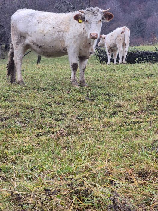 Vand 5 juninci sau schimb cu oi