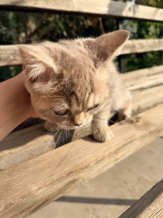 Срочно продаёться Британский  котёнок