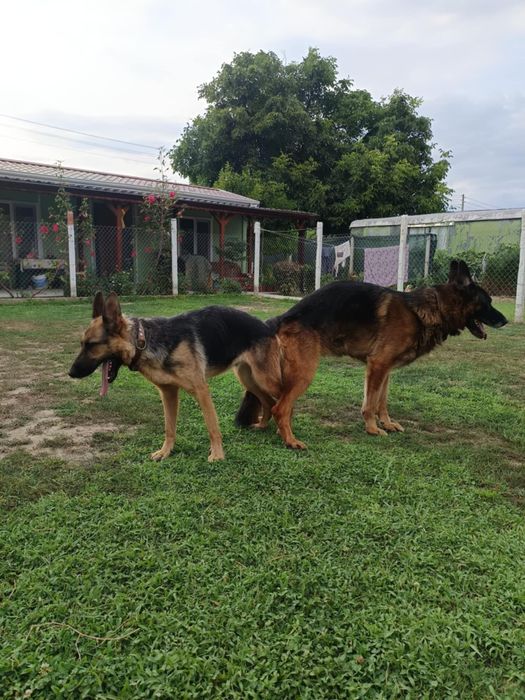 Продавам немски овчарки