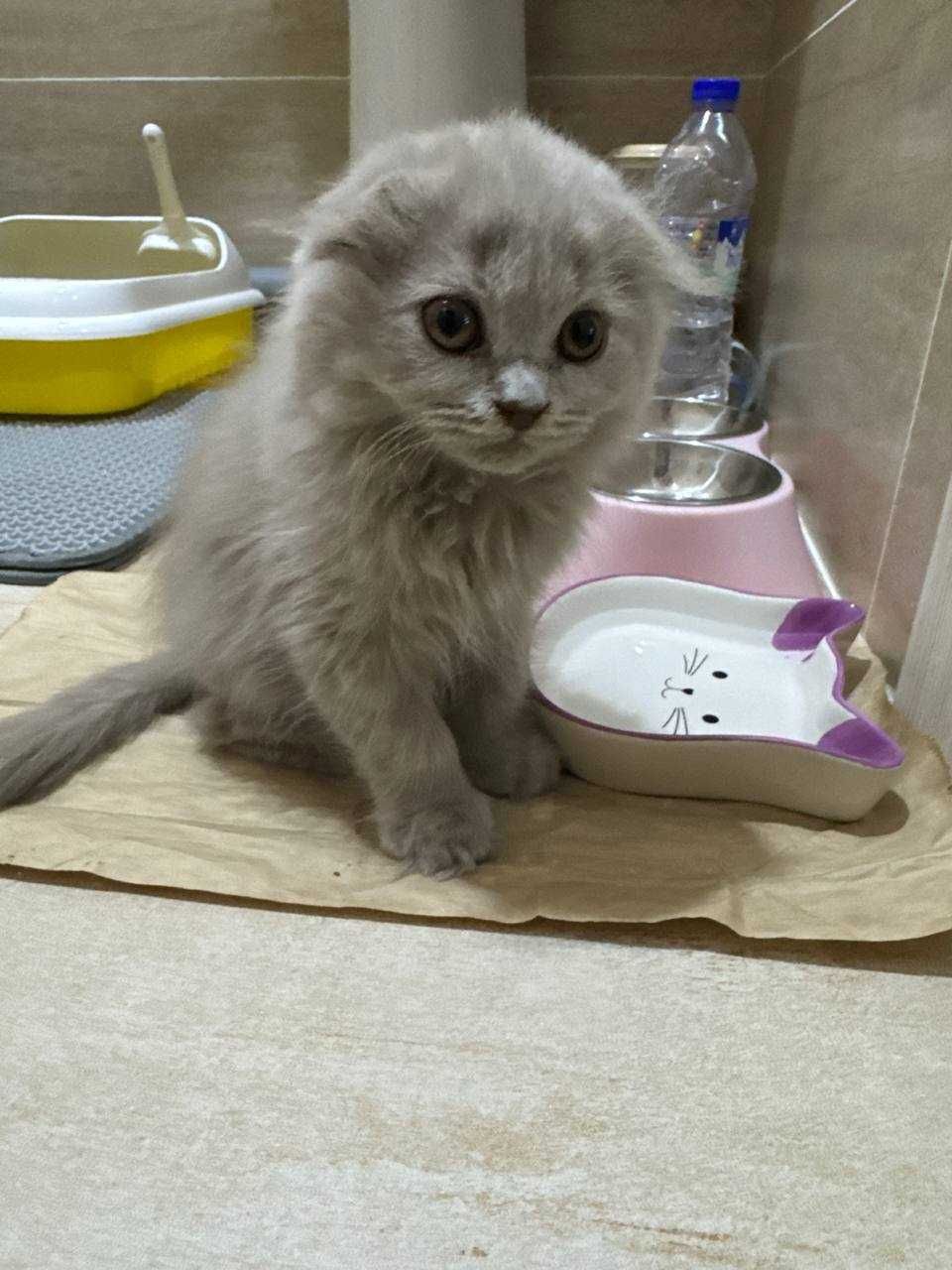 Продаётся котёнок скоттиш фолд — девочка, 2,5 месяца, нежная и игривая