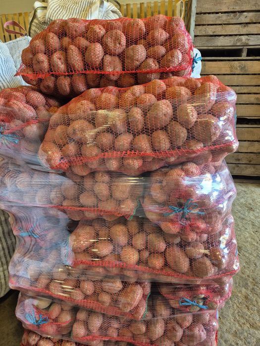 Cartofi consum rosu si alb