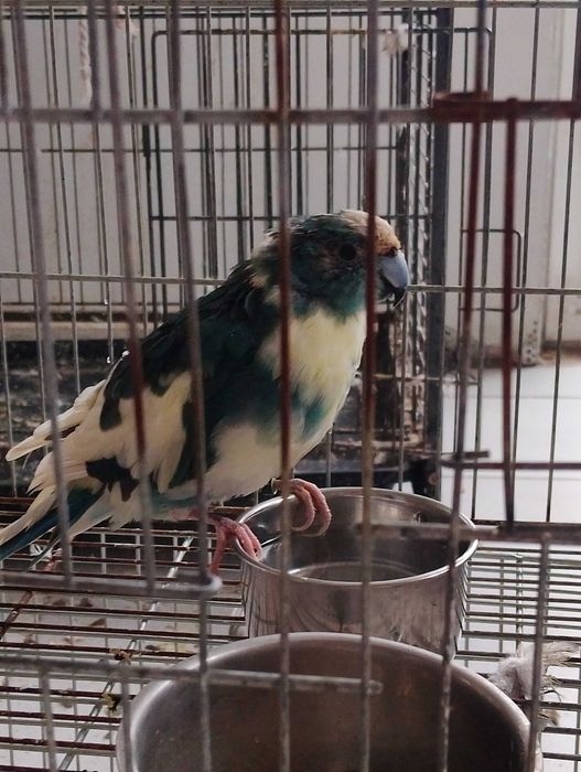 Корели и Какарики