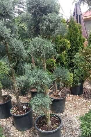 Gazon Rulou Sisteme de irigatii Tuia