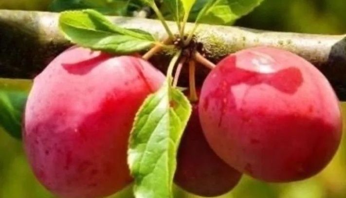 Prun (Soiul Jamaica )