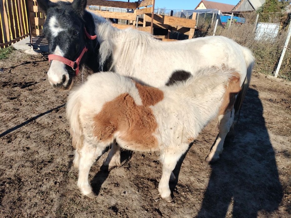 Poneita tânără  de 6 luni