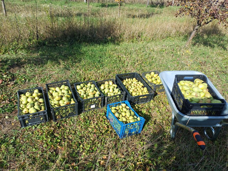 Vand pere bio ( nestropite)