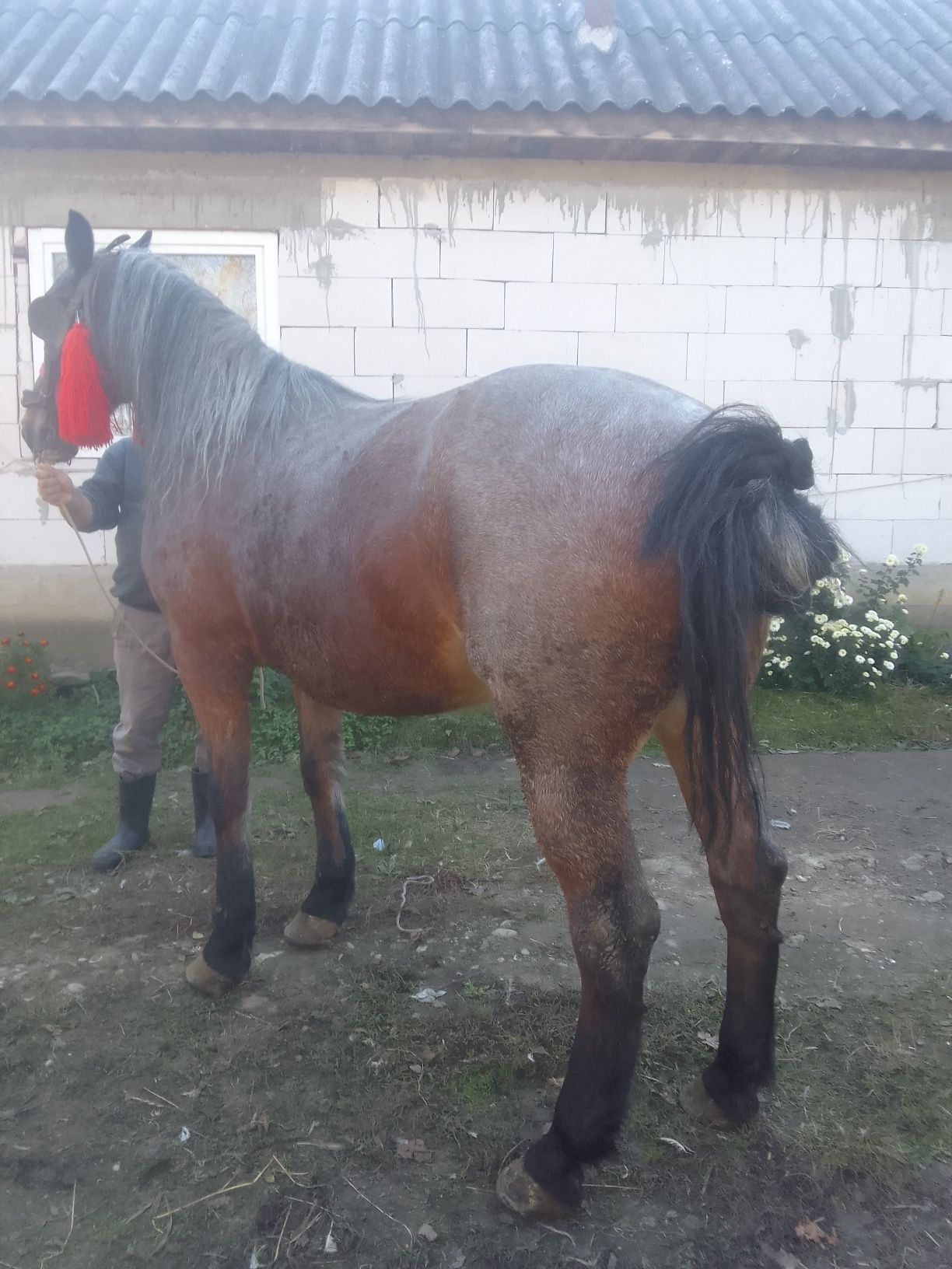 Cai de vânzare cuminți