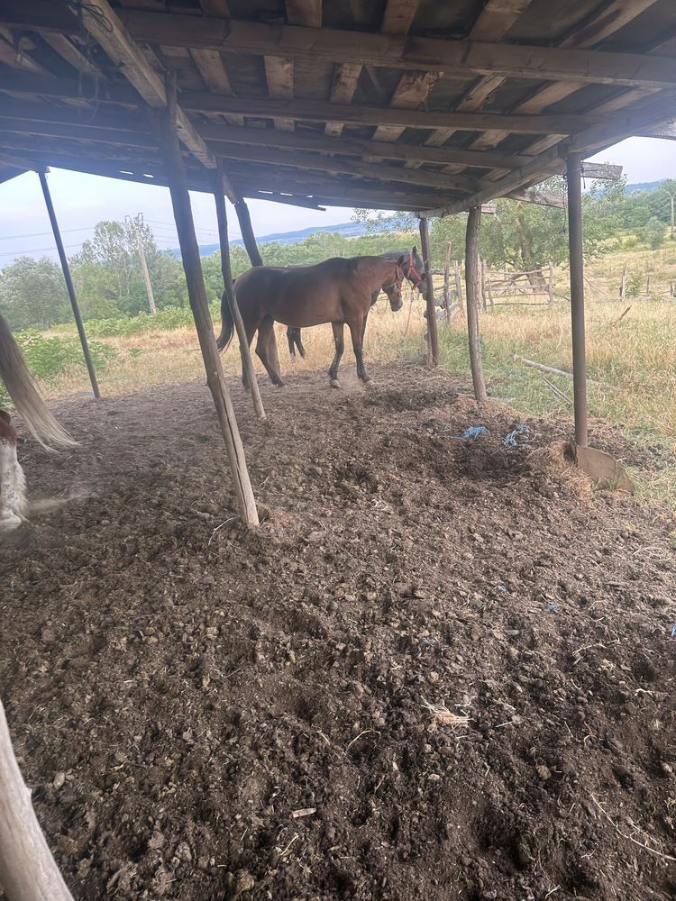 Schimb 3 cai cu o iapa galbena !!!