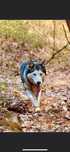 Donez femela husky siberian!