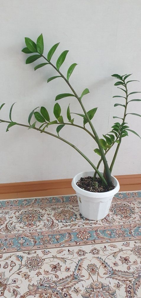 Комнатные растения, Замиакулькас