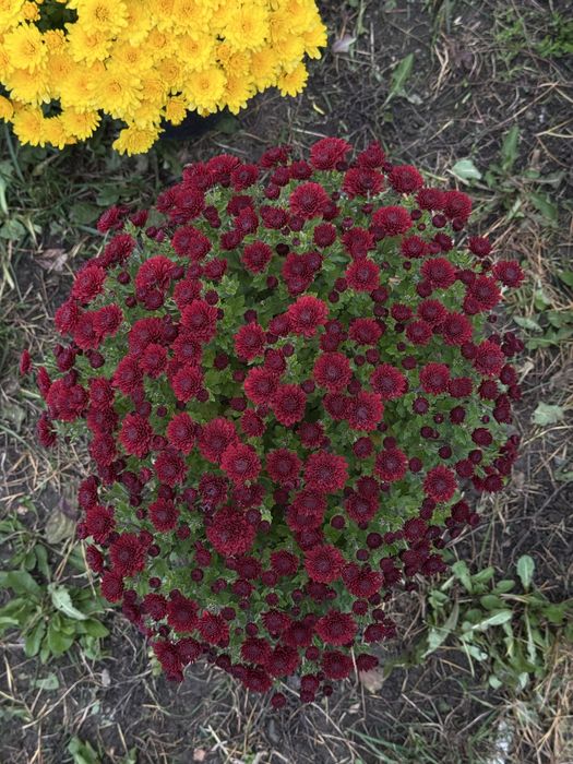 Crizanteme EnGros/Angro de Vanzare