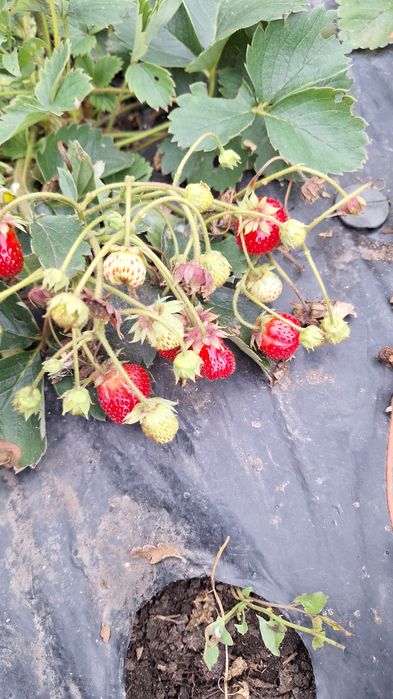 Продам дачу в Сортировке, общество Ромашка