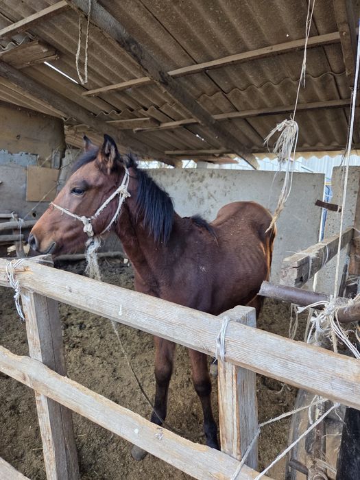 Биылғы еркек тай