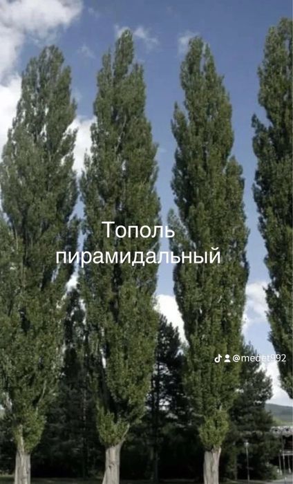 Тополь, ясень, ива, рябина,клен,липа