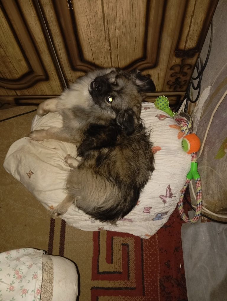 Отдам даром мальчика