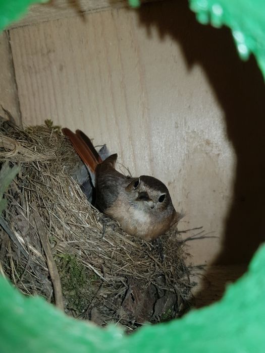 Căsuțe păsări din lemn