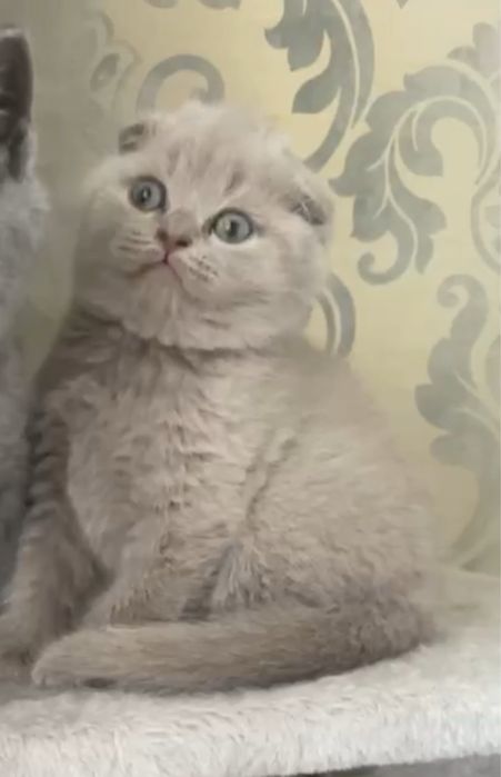 Scotthish Fold Fetita