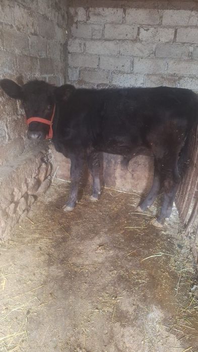 Vanx tauras angus