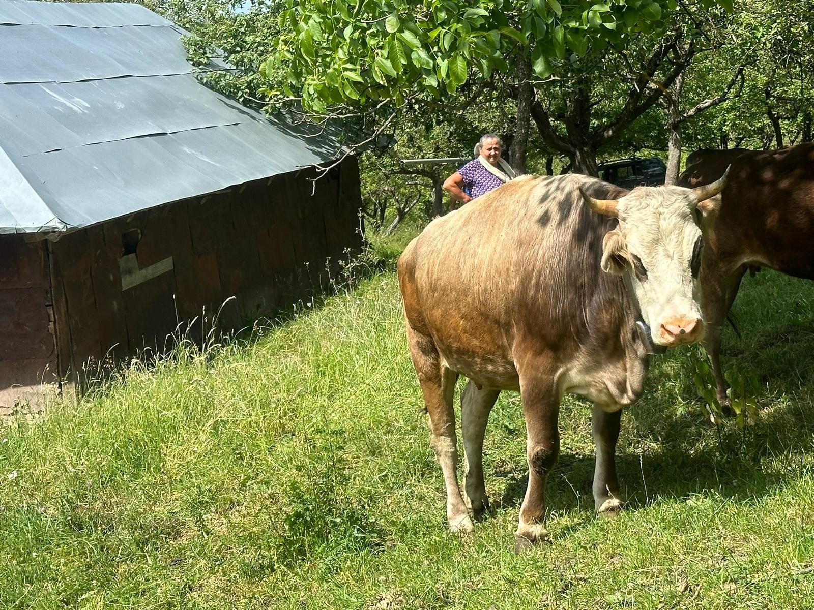 Vând 2 juninci gestante