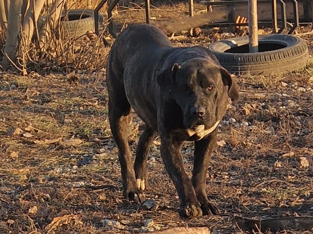 Presa Canario schimb cu electronice