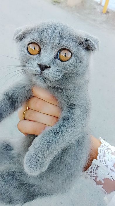 Шотландия веслоухий