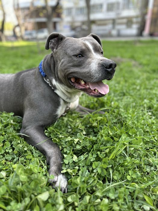 Вязка | Голубой стаффорд | Породистый кобель