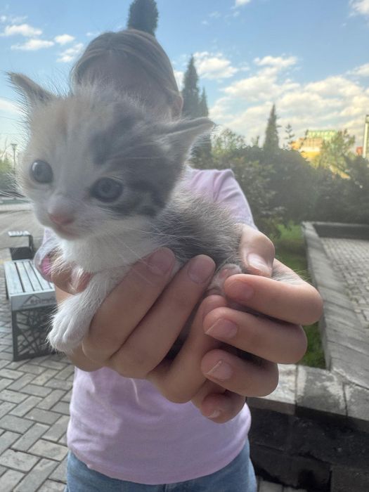 Дом котятам и любящую семью