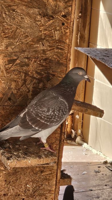 Vand Porumbeii voiajori culori rare