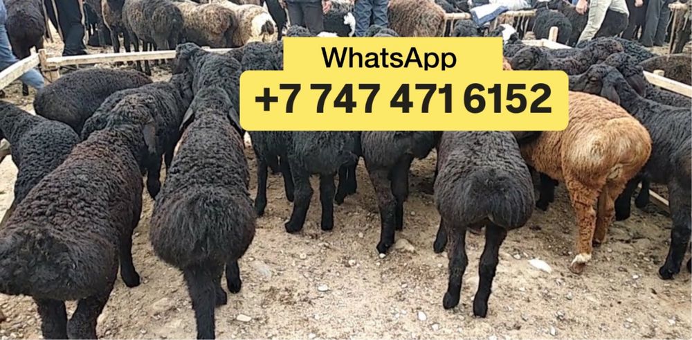 Оацы бараны гисары идельбай романовские нчрч