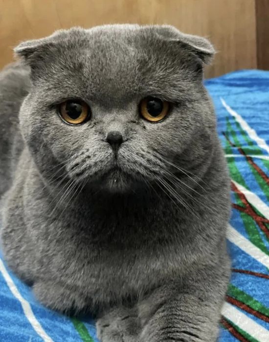 Шотландская вислоухая кошка