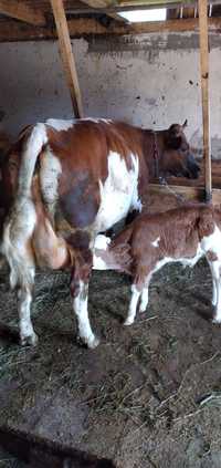 Vaca balțată românească.