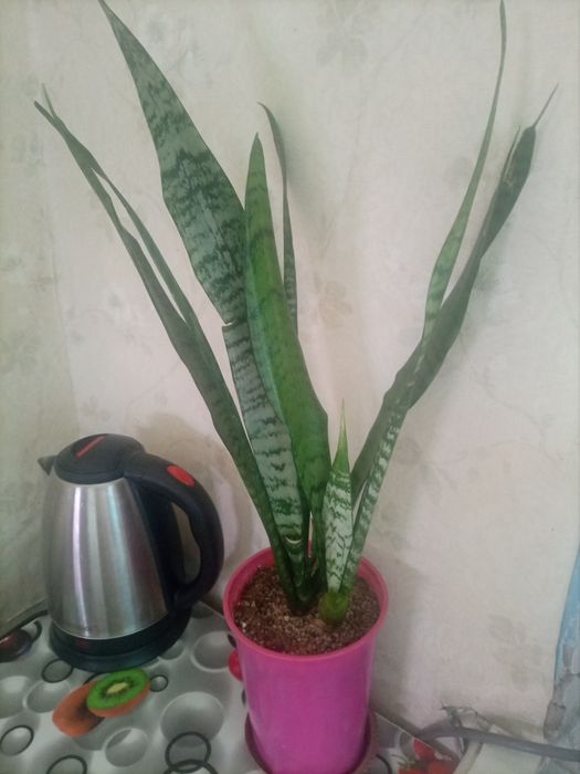 Сенсаверия 2000 тенге