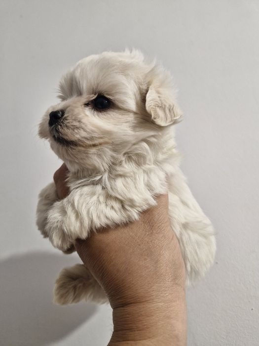 Bishon mini toy - 1000 lei