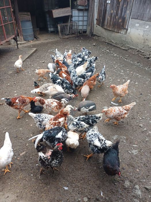 Vând cocoși pita pinta