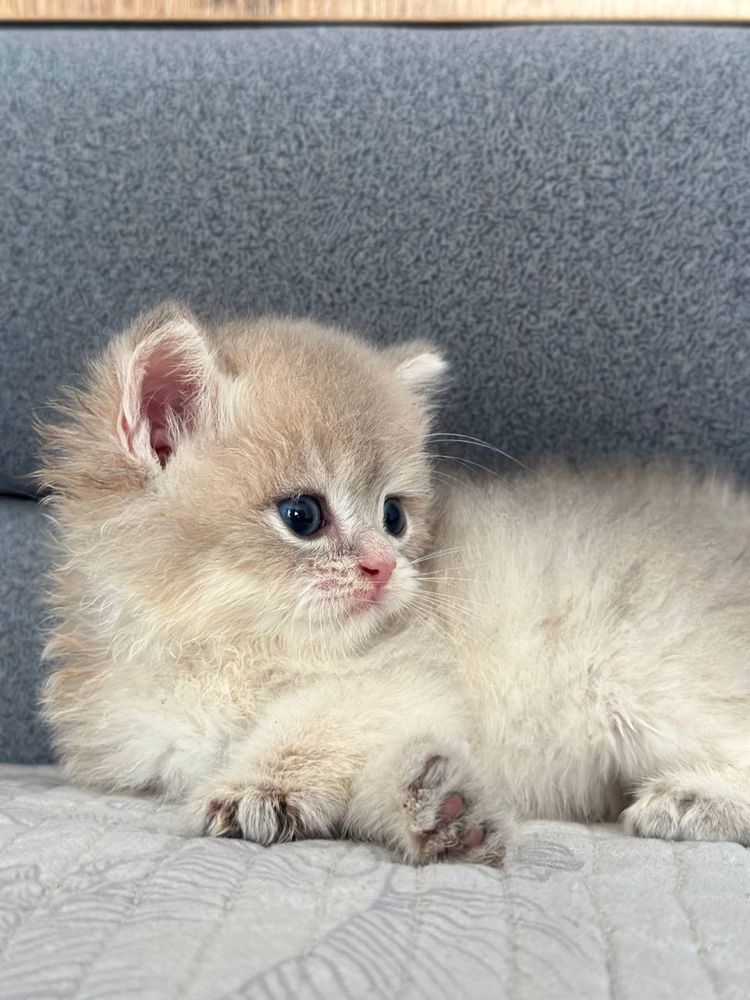Бритасние котята золотой шиншиллы