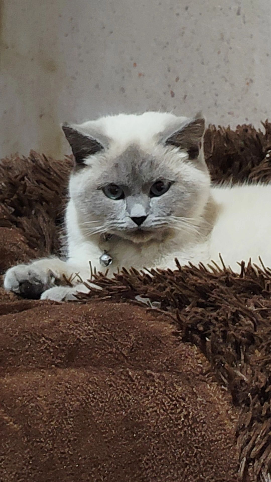Siam mushugi toza ozoda