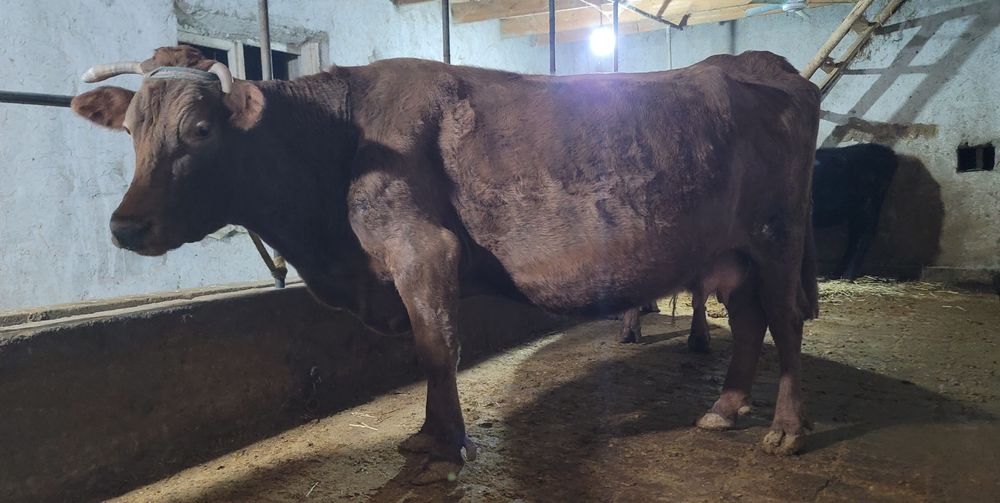 Sigir sotiladi Samarqand