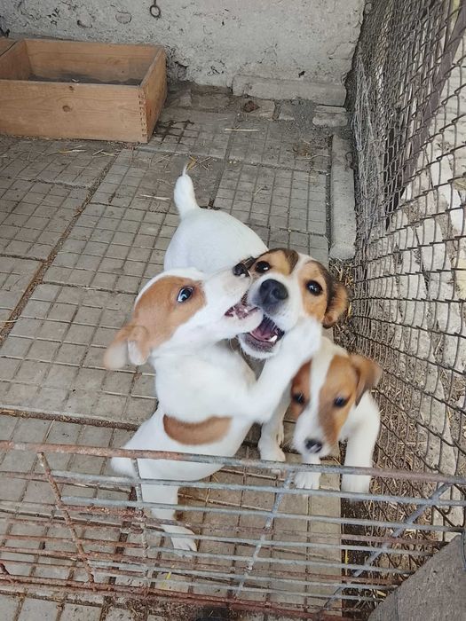 Джак Ръсел териер