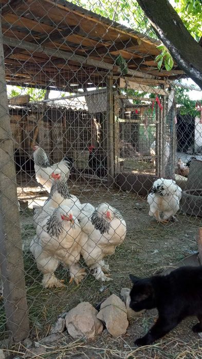 Găini rasa Australorp și rasa Brahma