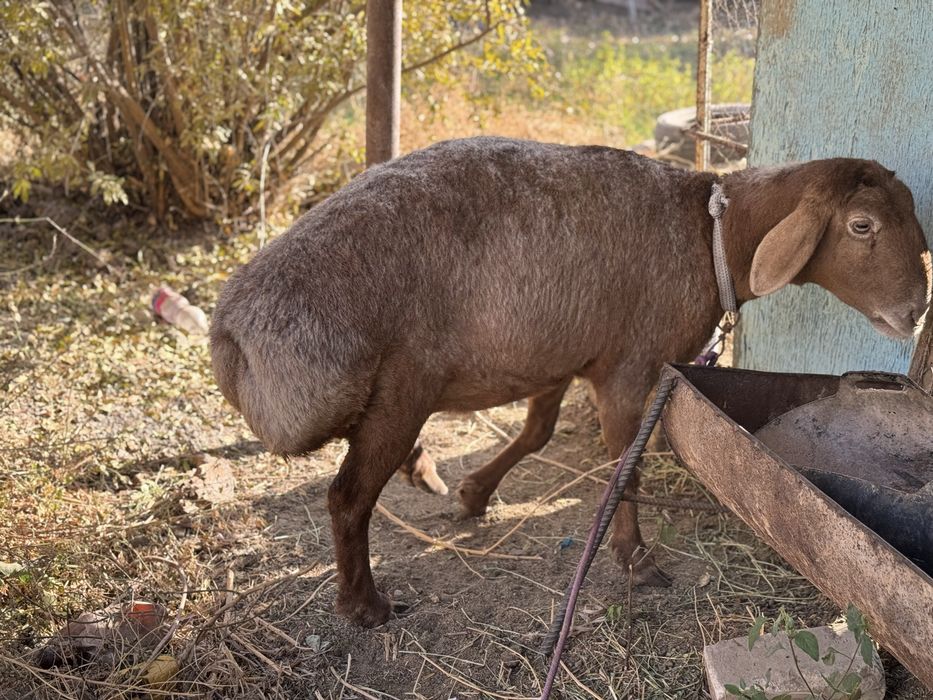 Sog’lom semiz qo’y sotiladi qo’chqor ichida yuribti bug’oz bulishi mn