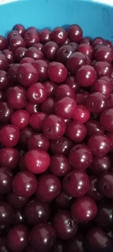 Продам дачную вишню