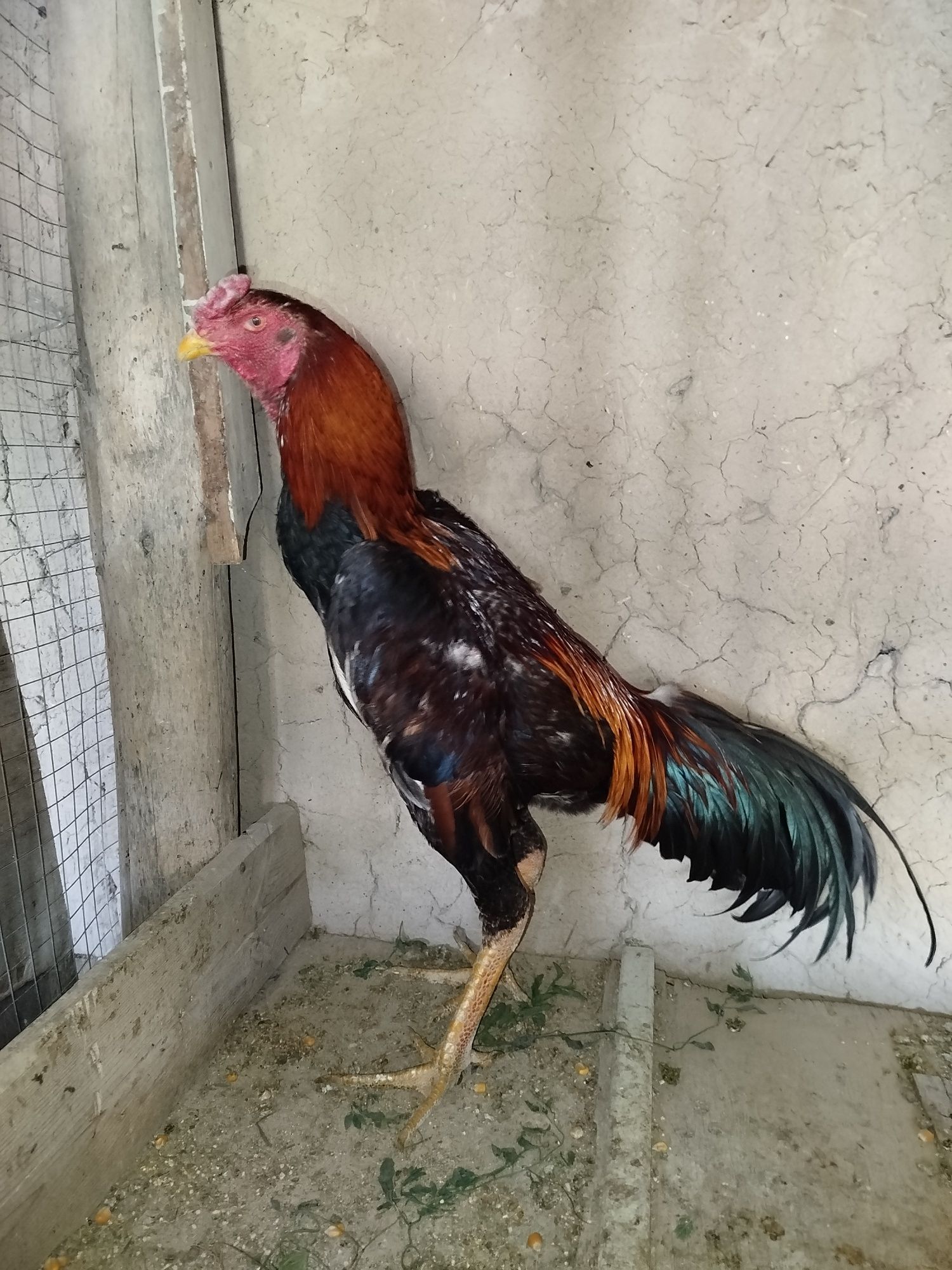 Dakan xoroz sotiladi