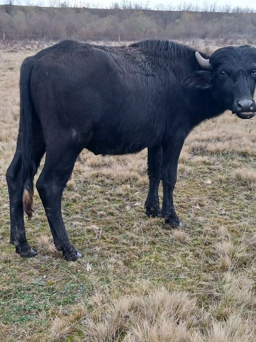 De vânzare tauras bivola de 1 an jumate  pentru monta sau sacrificare