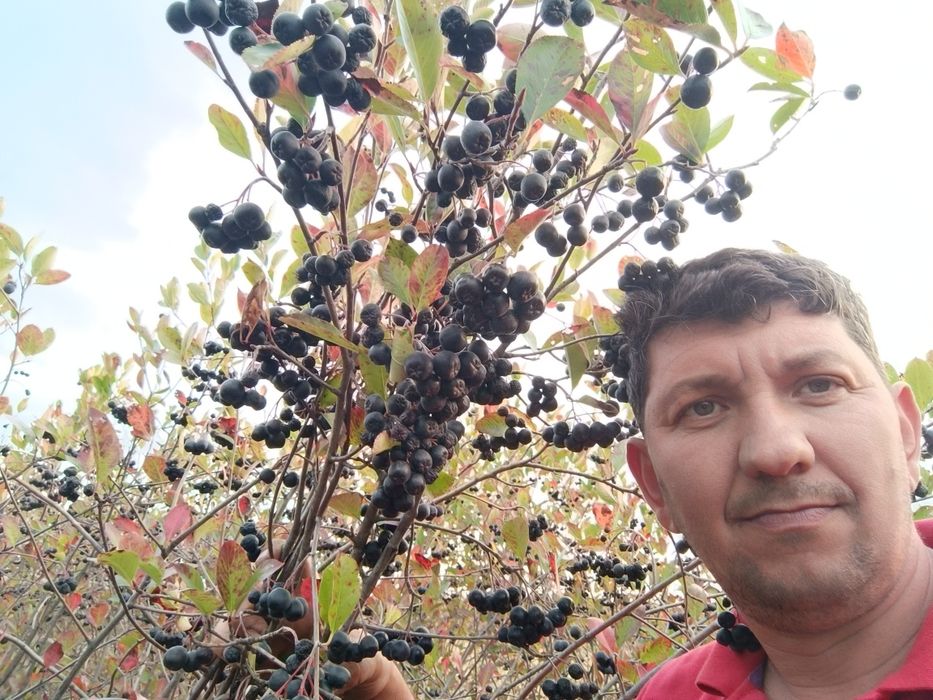 Aronia fructe de vanzare