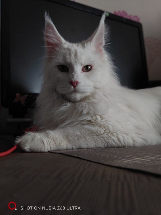 Кошечка Мейн-Кун