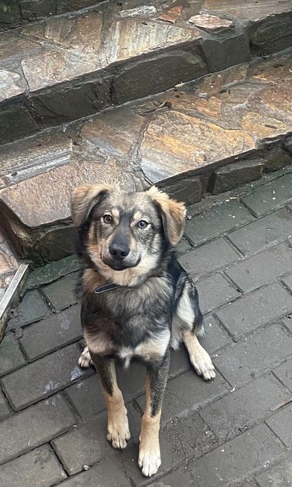 Donam catel de 6 luni